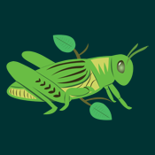 Green Grasshopper Art