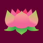 pink lotus flower waterlily